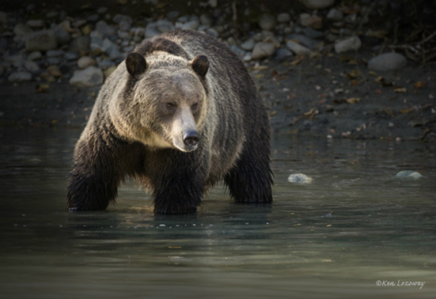 Mature Male Grizzly Bear