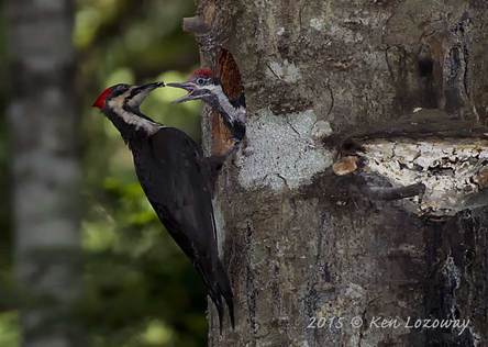Pileated Woodpecker Feeding Fledgling