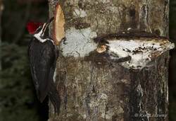 Pileated Woodpecker Nestsite