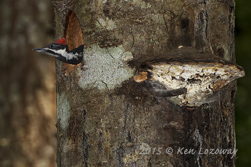 Pileated Woodpecker Fledgling