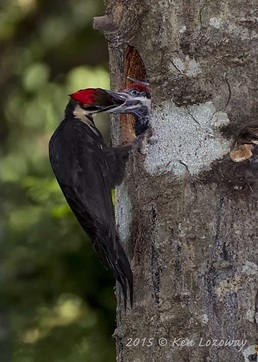 Pileated Woodpecker Feeding Young
