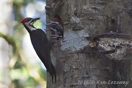 Pileated Woodpecker Fledglings