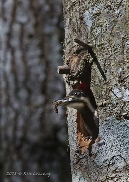 Pileated Woodpecker Nestsite