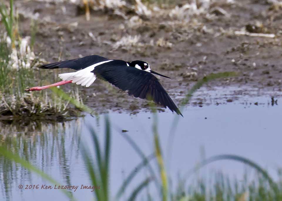 Flying Mature Black-necked Stilt