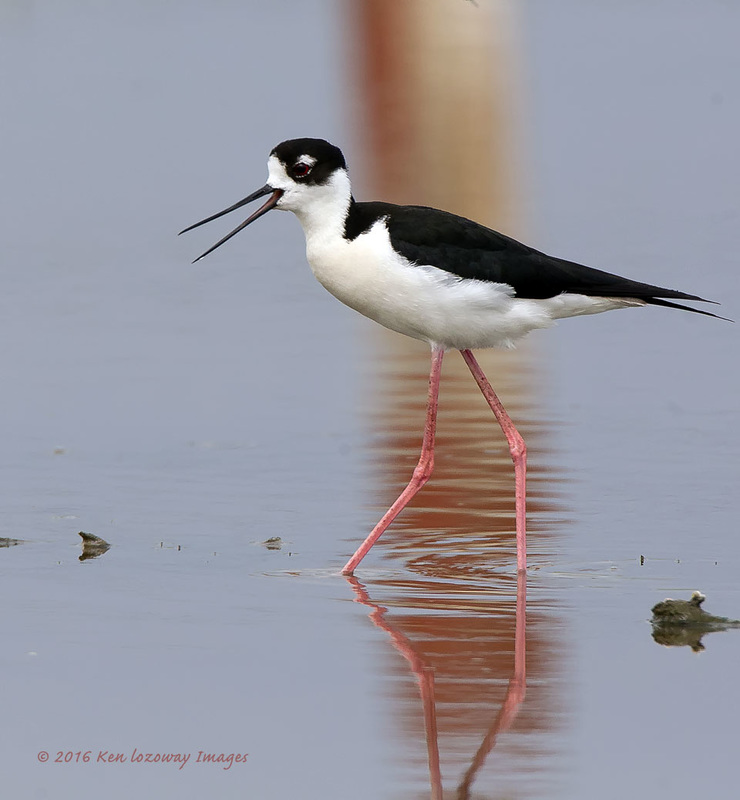 Black-necked Stilt Vocalizing Shorebird