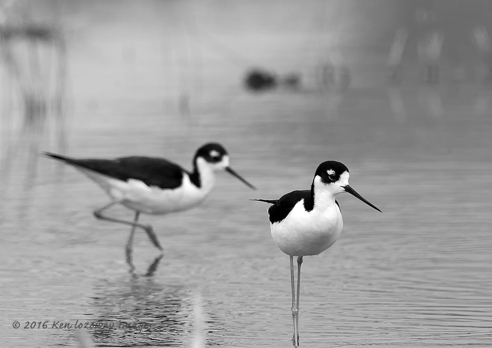 Black-necked Stilt Pair Foraging Shorebirds